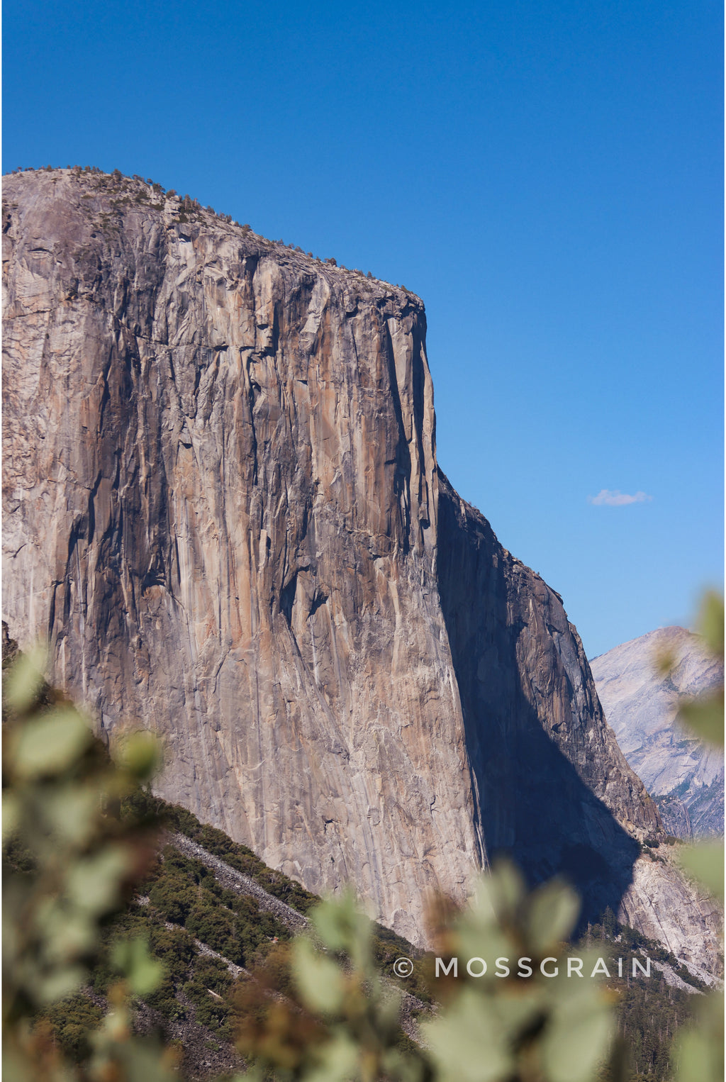A scenic photograph of a massive granite cliff face under a clear blue sky, with blurred green foliage in the foreground and a visible Moss Grain watermark near the bottom.