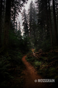 Moody Trail — Oregon Forest