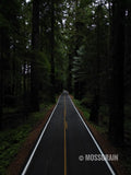 Avenue of the Giants — Redwood Forest, California