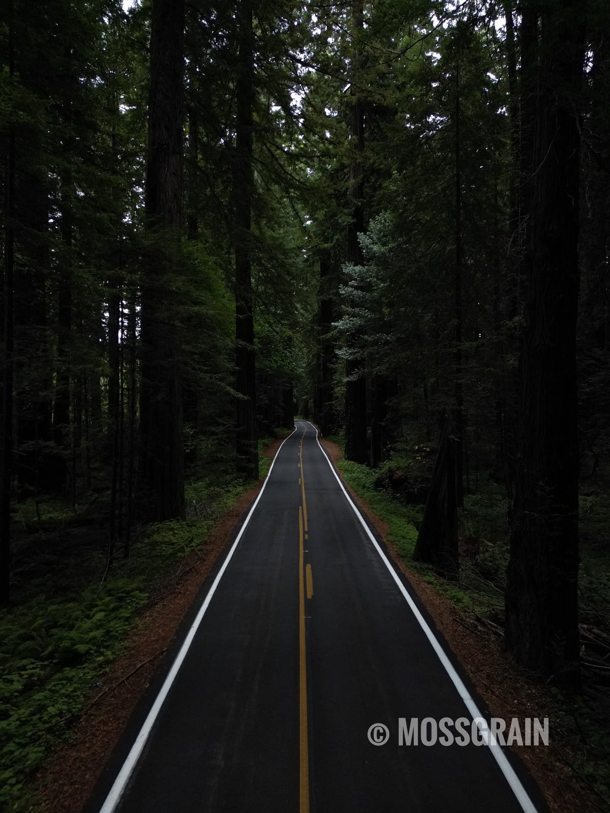 Avenue of the Giants — Redwood Forest, California