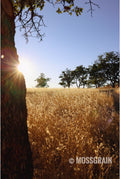 September in Oregon — Golden Field at Sunset