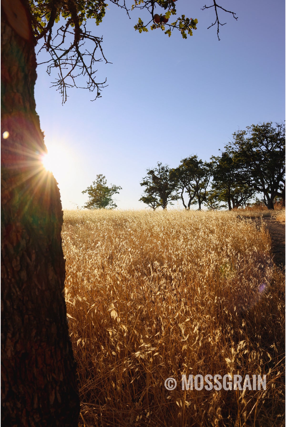 September in Oregon — Golden Field at Sunset
